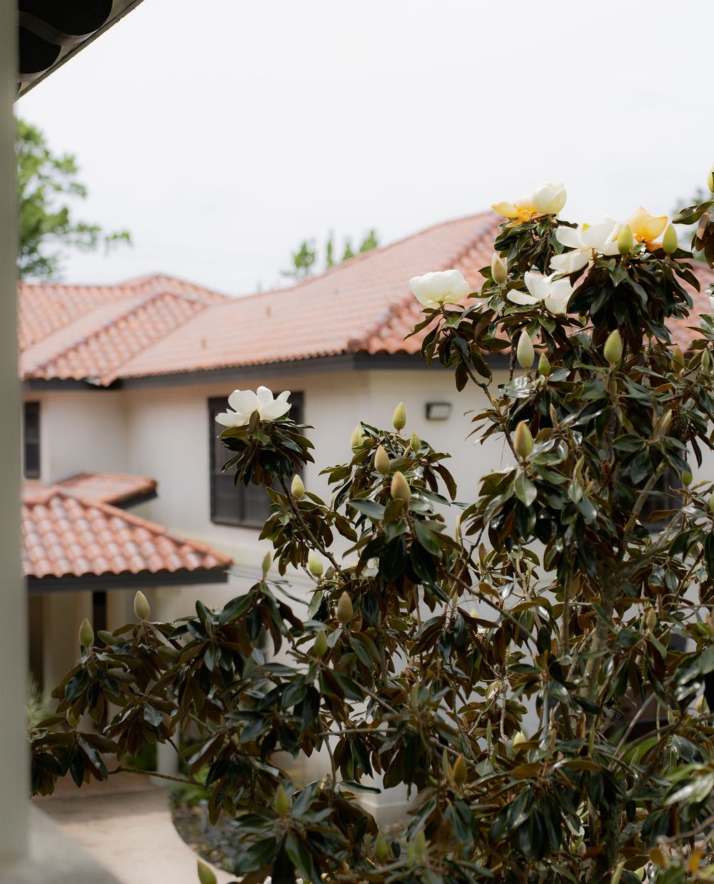 White magnolia flowers blooming against Spanish-style building with terracotta tile roof and stucco walls in background.