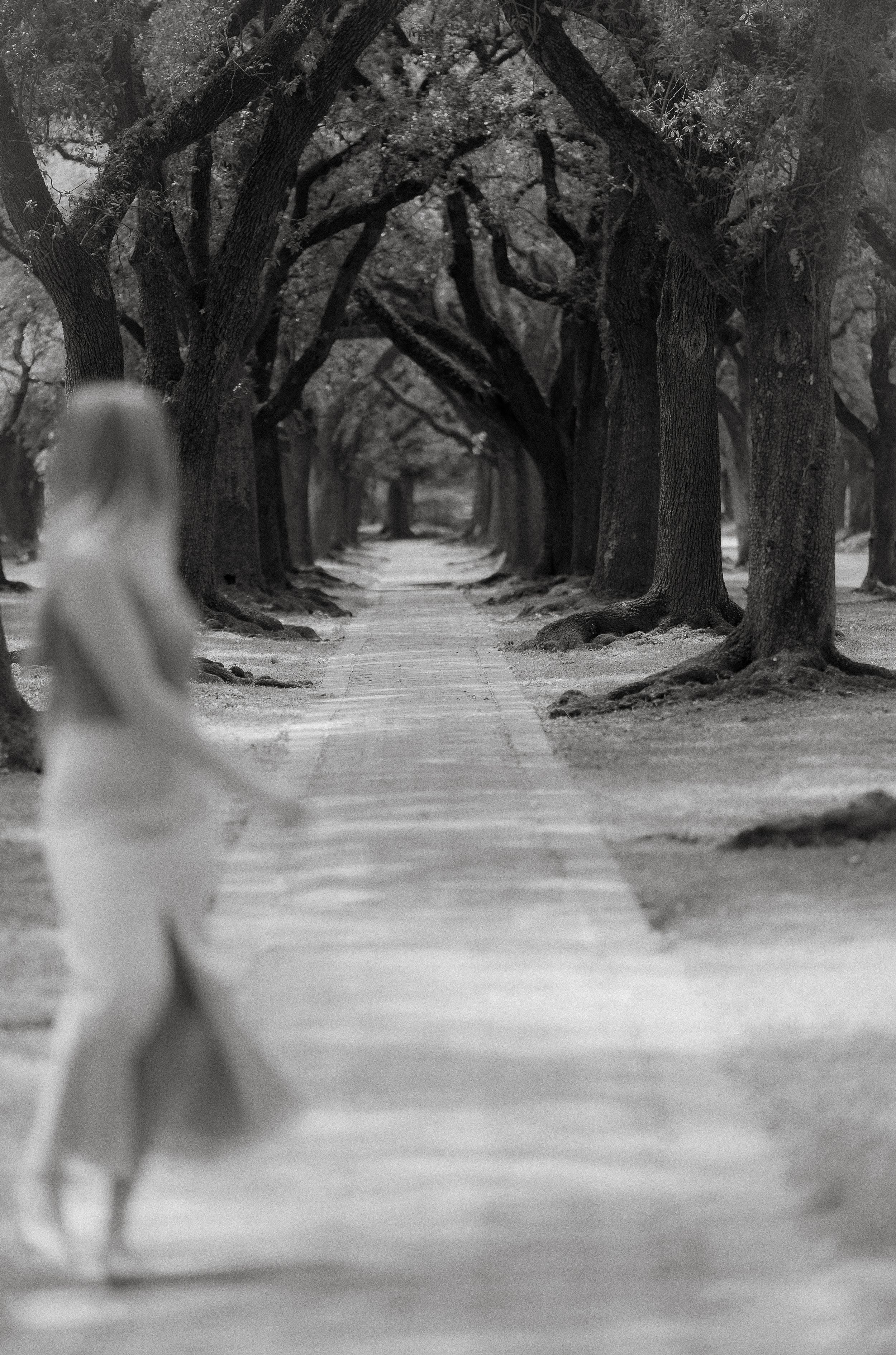 A ghostly figure appears on a misty path lined with ancient oak trees creating an ethereal black and white scene.