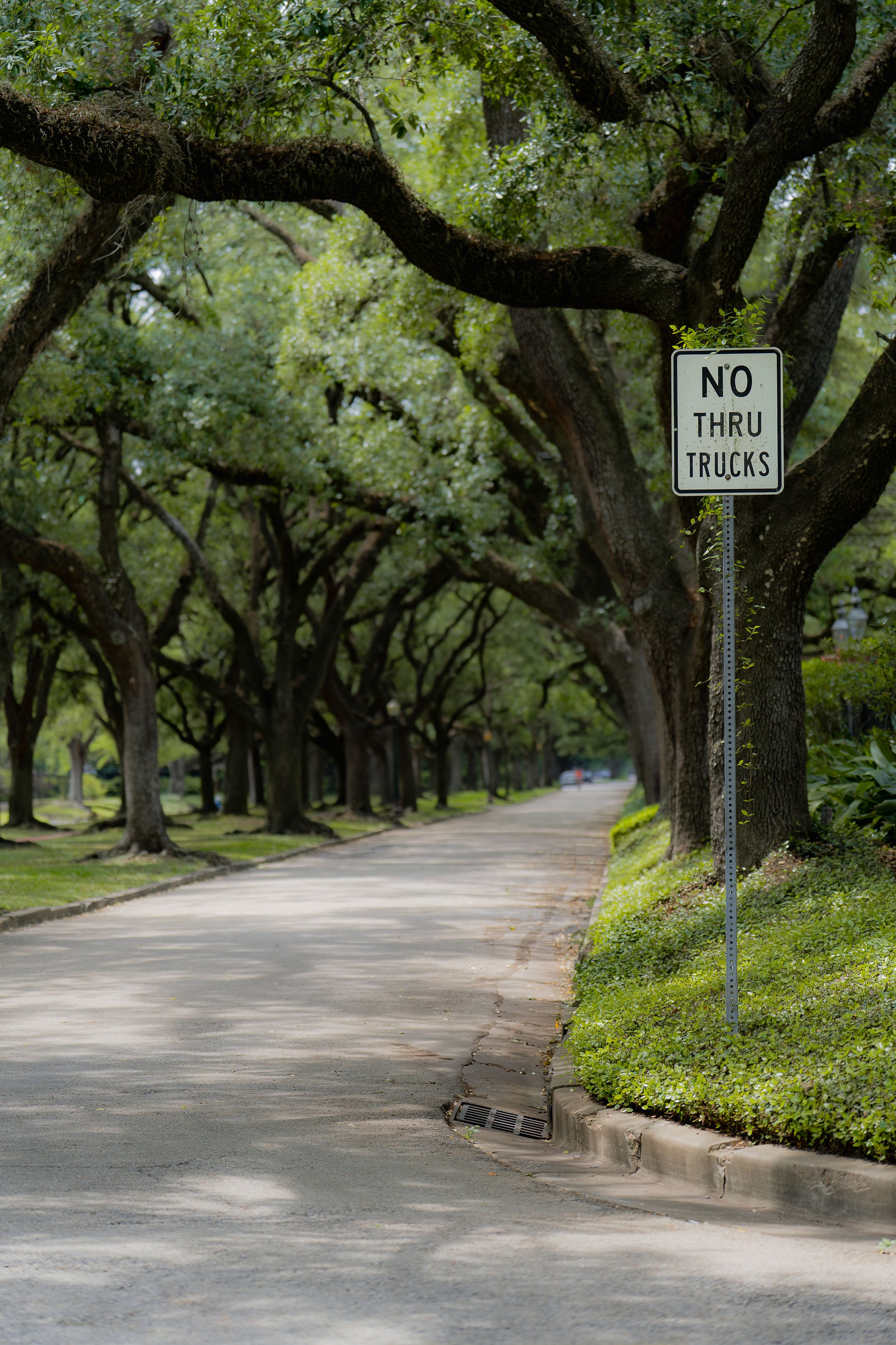 A scenic tree-lined street with overhanging oak branches and a 'No Thru Trucks' sign along a curved residential road.