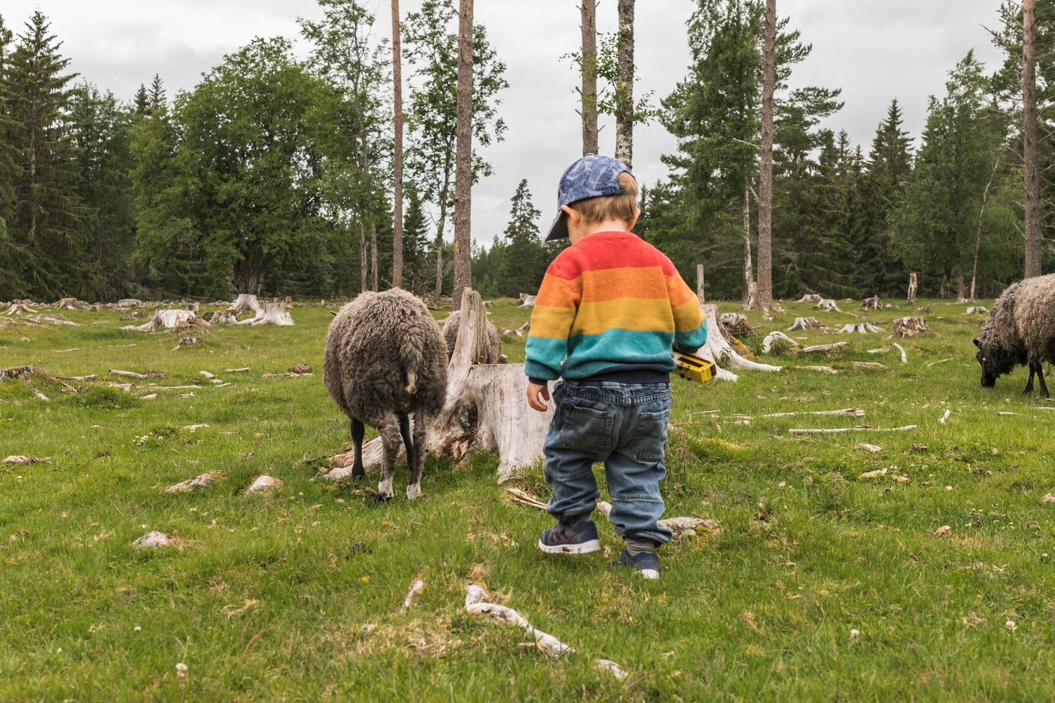 Familjefotografering - barn och får