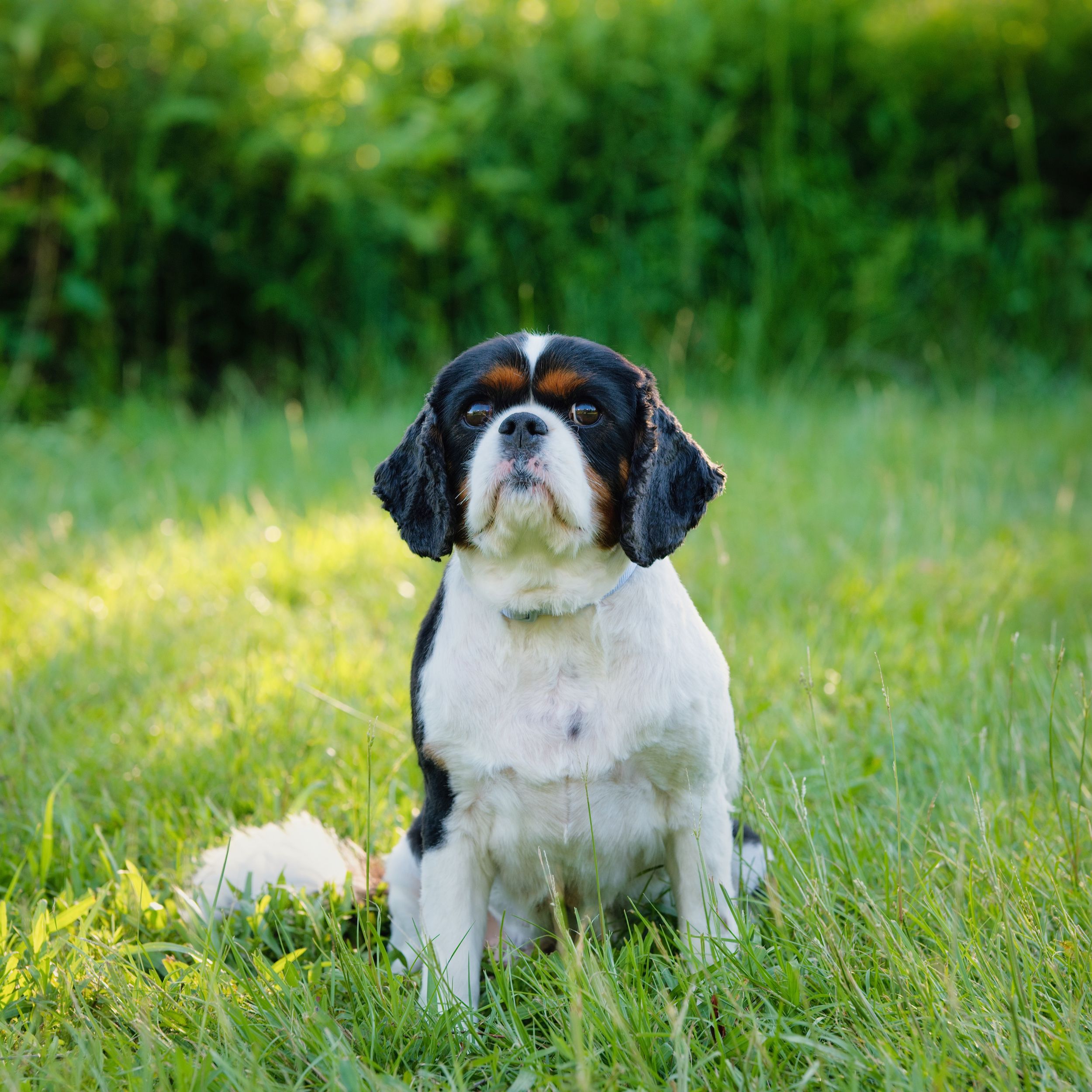 Black and white Shih Tzu dog laying in green grass during summer with playful expression.
