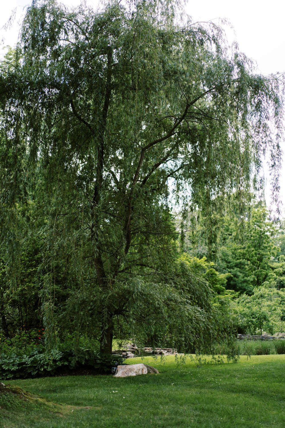 Weeping willow tree branches draping gracefully over a lush garden landscape.