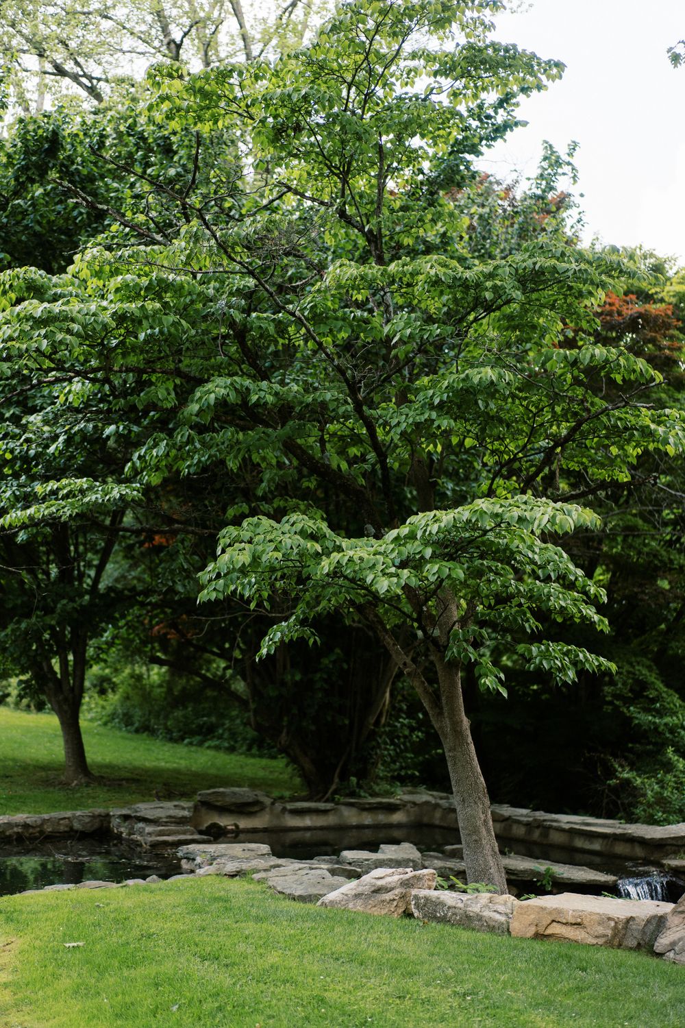 Stone wall arrangement under spreading shade trees in a landscaped garden area.