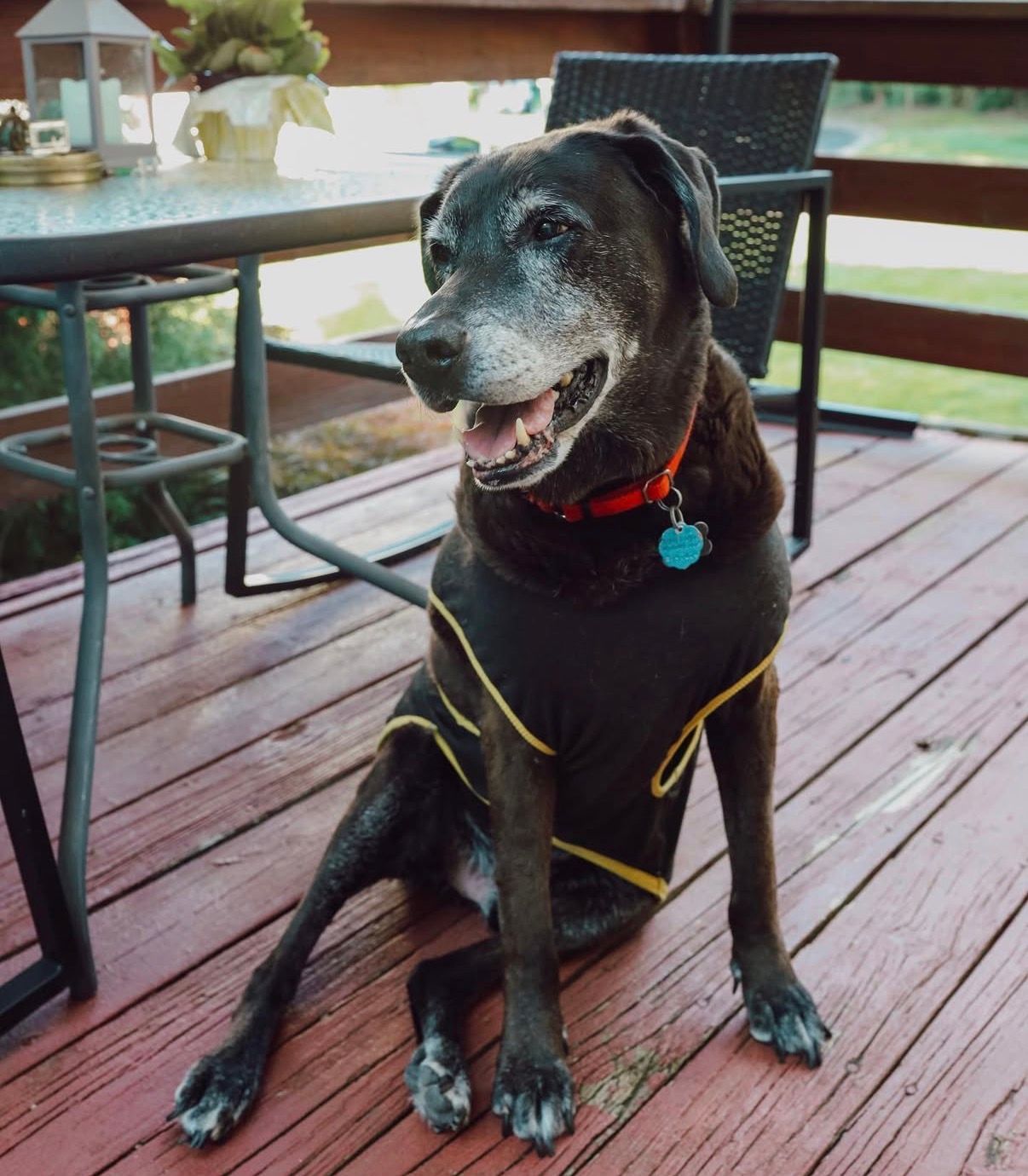 Senior black dog with gray muzzle wearing a red collar sits happily on wooden deck next to patio furniture.