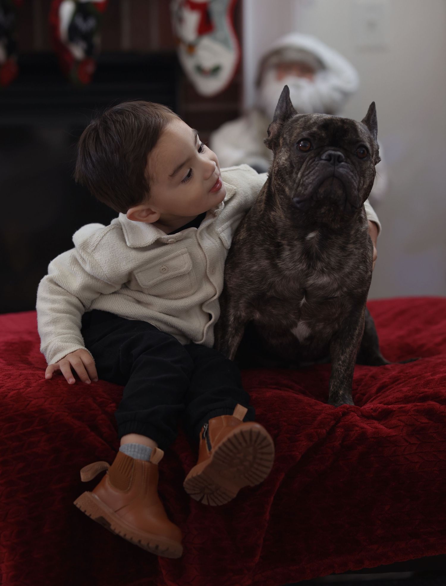 A brindle French Bulldog sits attentively on a red velvet couch while being embraced in a gentle moment of affection.