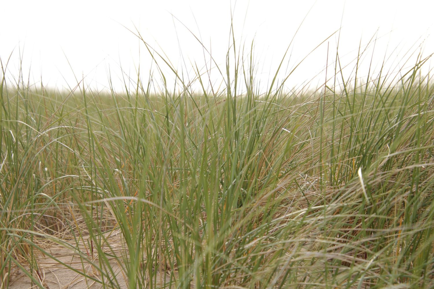 Beach grass swaying in the wind against a bright sky on coastal sand dunes.