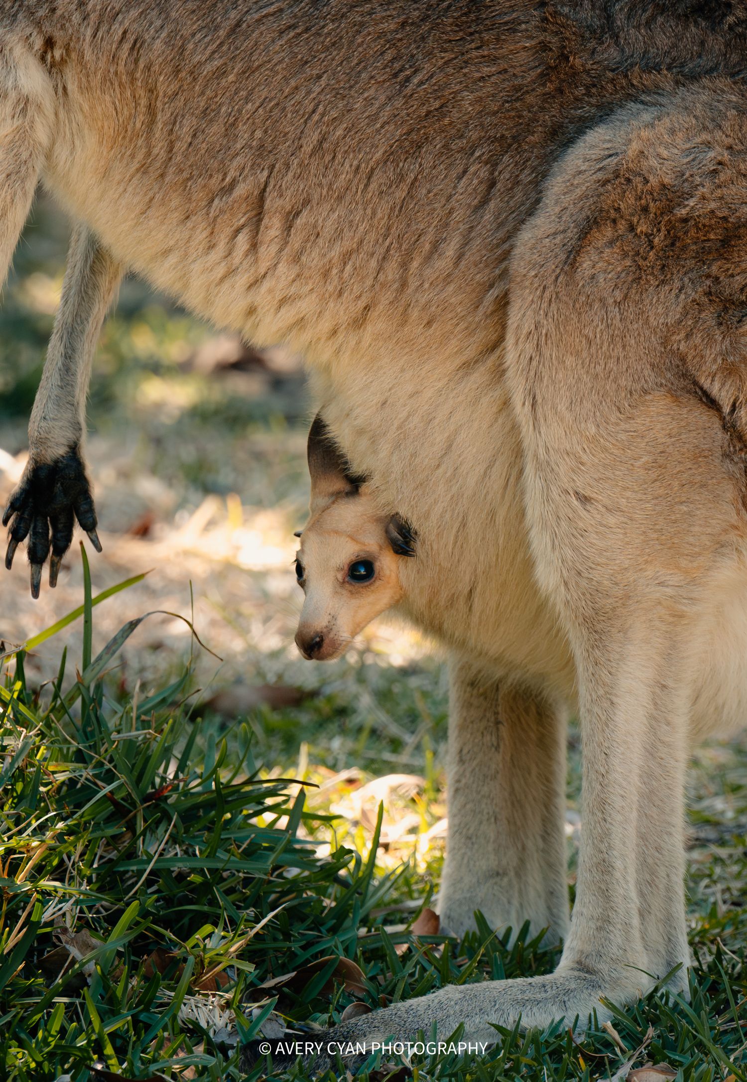 A young kangaroo joey peers out from its mother's pouch in the grass on a sunny day.