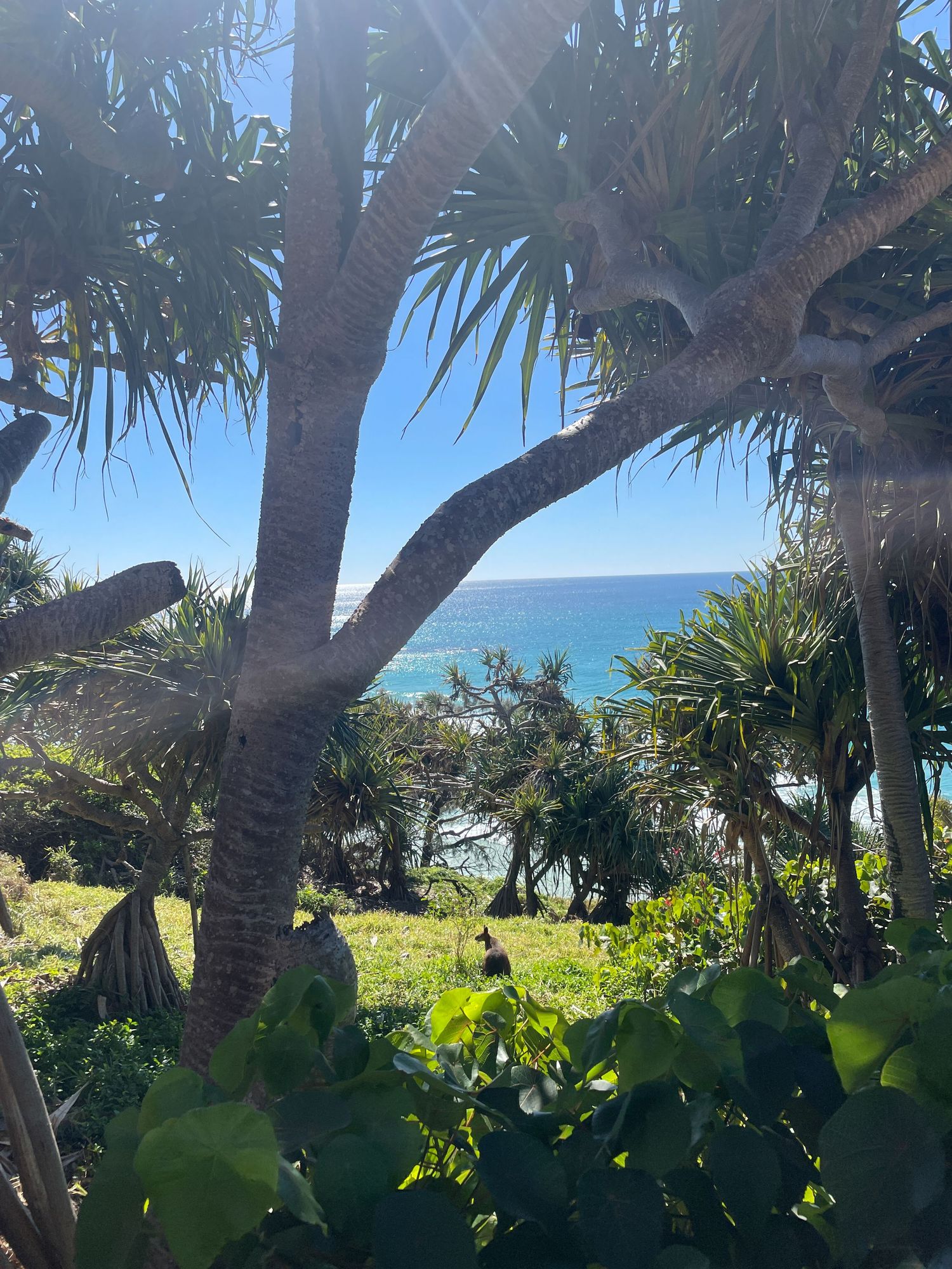 A tropical coastal landscape with palm trees and lush vegetation overlooking a scenic blue ocean view.