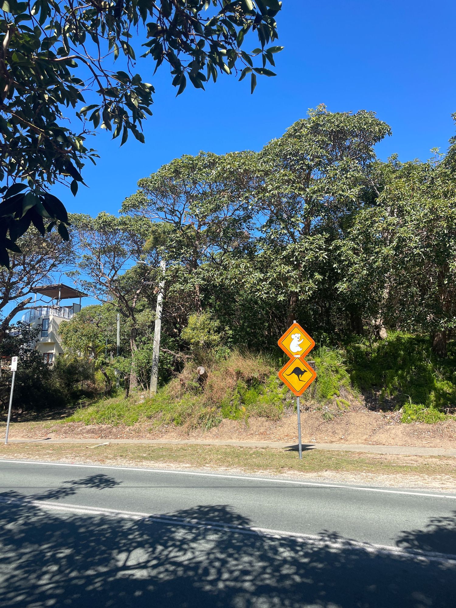 A curved paved road with yellow warning signs along a tree-lined hillside on a sunny day.