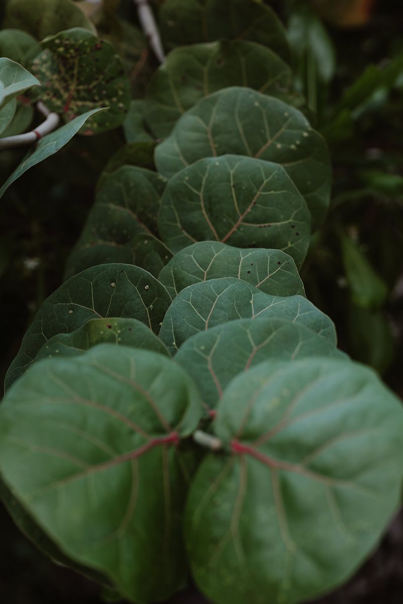 Close-up of tropical leaves at La Zebra Hotel, detail from editorial family photography in Tulum.