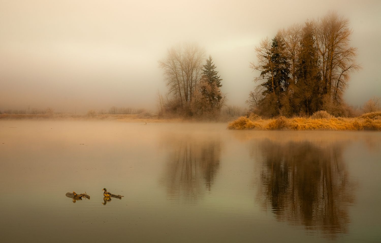 Alouette River Pitt Meadows British Columbia