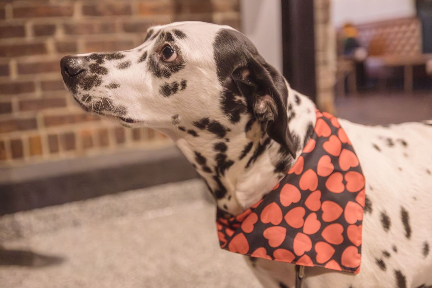 Dalmatian