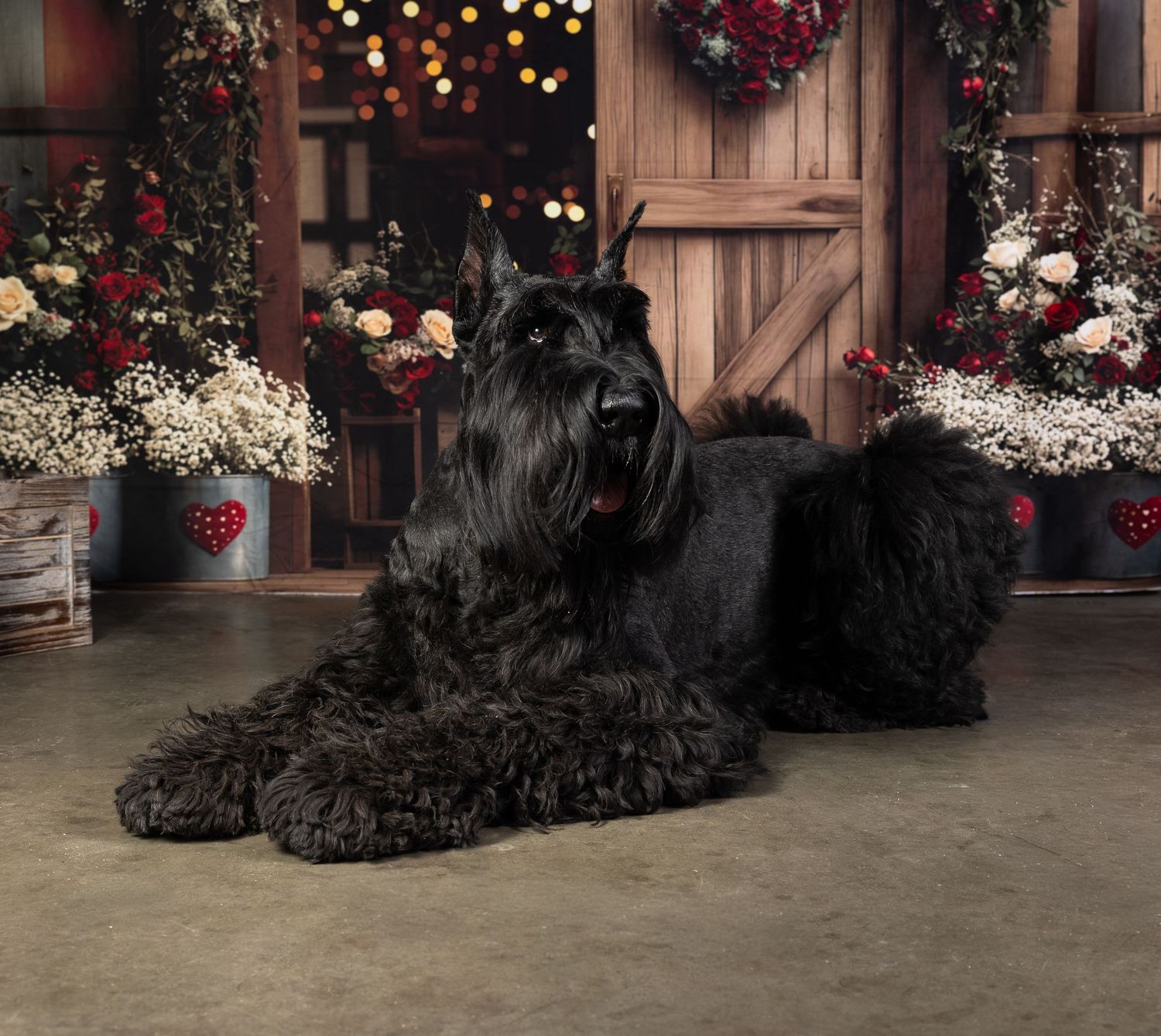 A black Scottish Terrier dog lies on a wooden floor with festive holiday decorations and twinkling lights in the background.