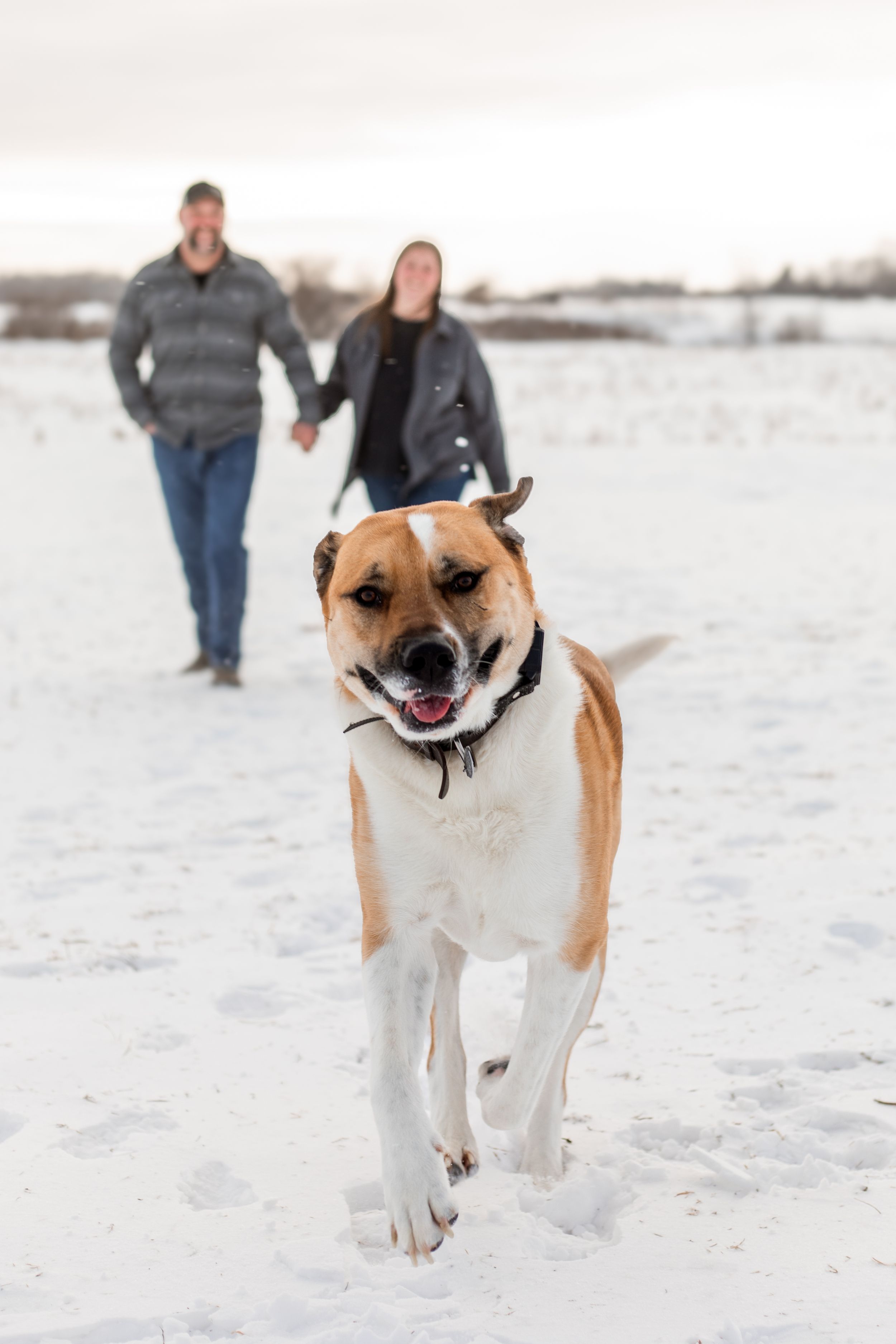 Happy brown and white dog running and playing in deep snow during winter with people in the background.