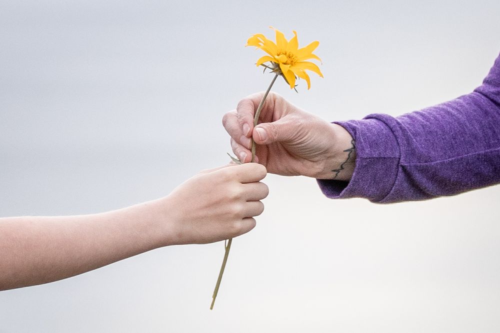 Child and adult hands exchanging a single yellow flower against a grey sky.