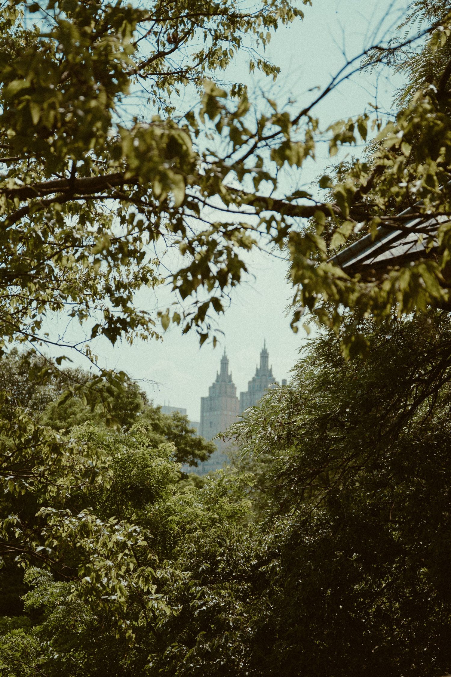 Tall city buildings peek through lush green tree canopy against a bright sky in an urban park setting.