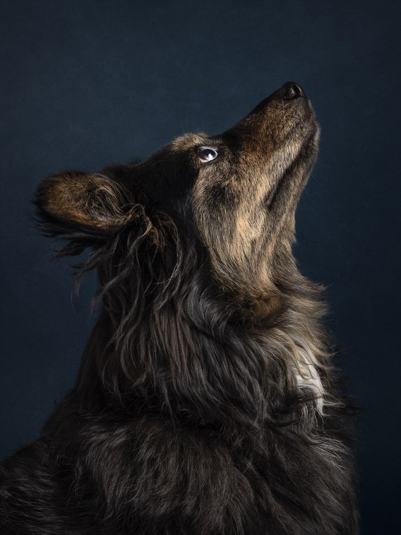 Detailopname van hond in fine-art stijl, studio hondenfotografie