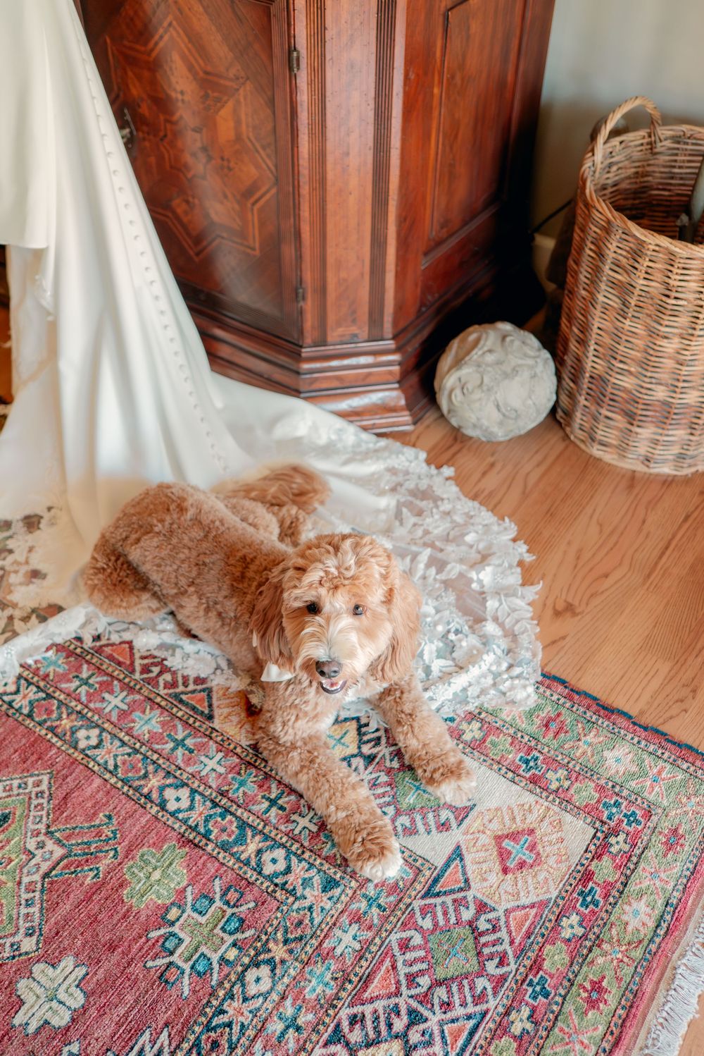 Fluffy ginger cat lounging playfully on a colorful patterned rug in front of wooden furniture.