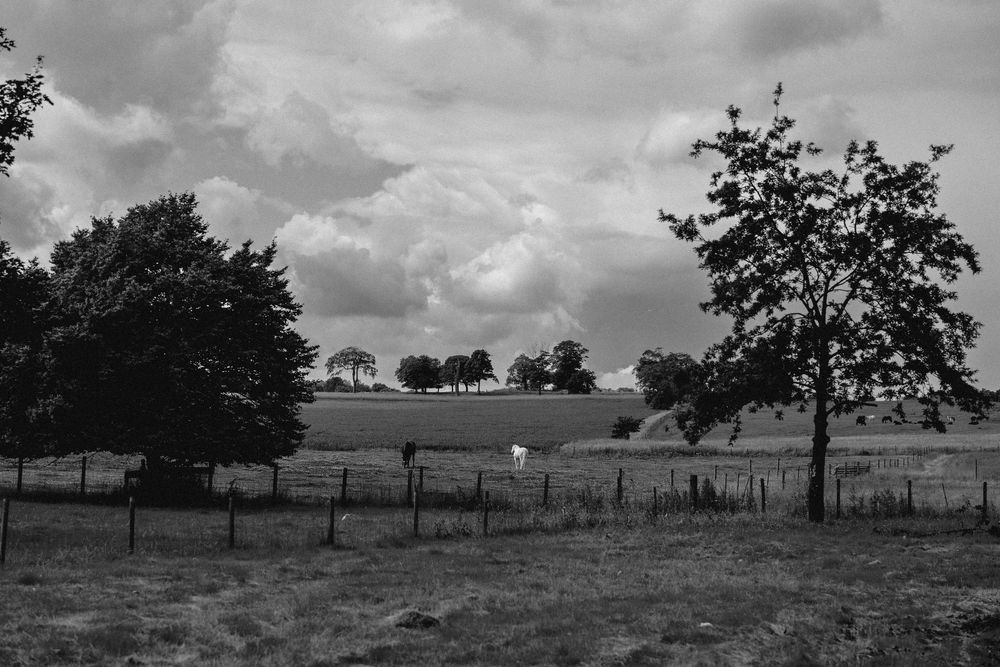 A black and white panoramic view of a rural landscape with trees and fences stretching across rolling hills.