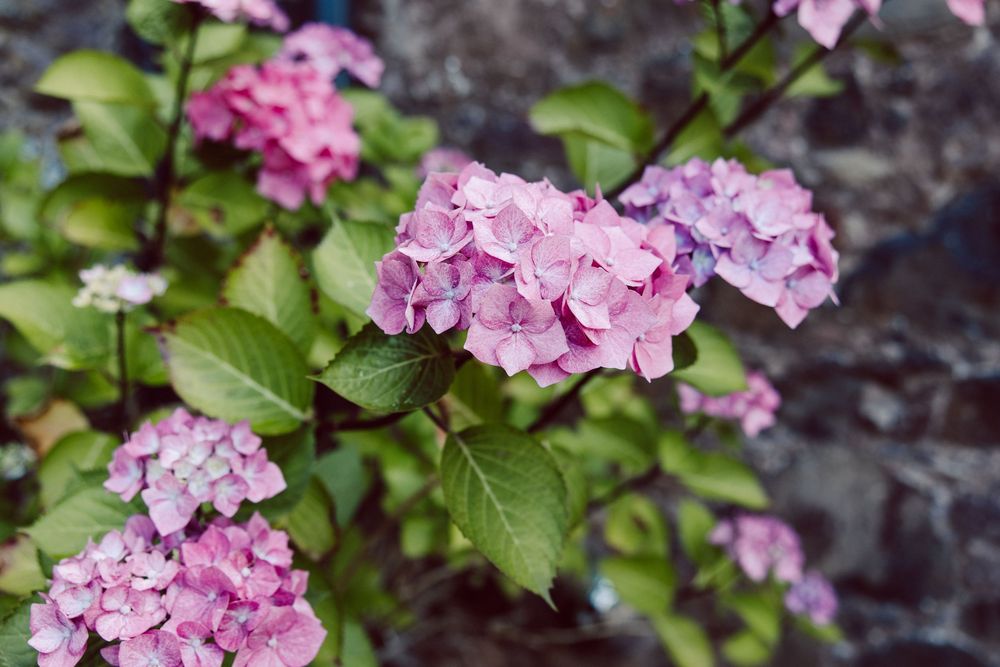Pink and purple hydrangea flowers bloom against dark stone wall with lush green foliage in garden setting.