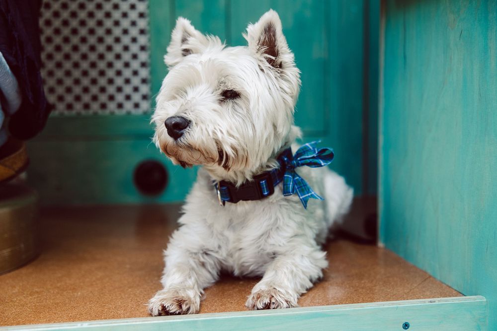 White terrier dog lying on wooden floor next to turquoise painted wall.