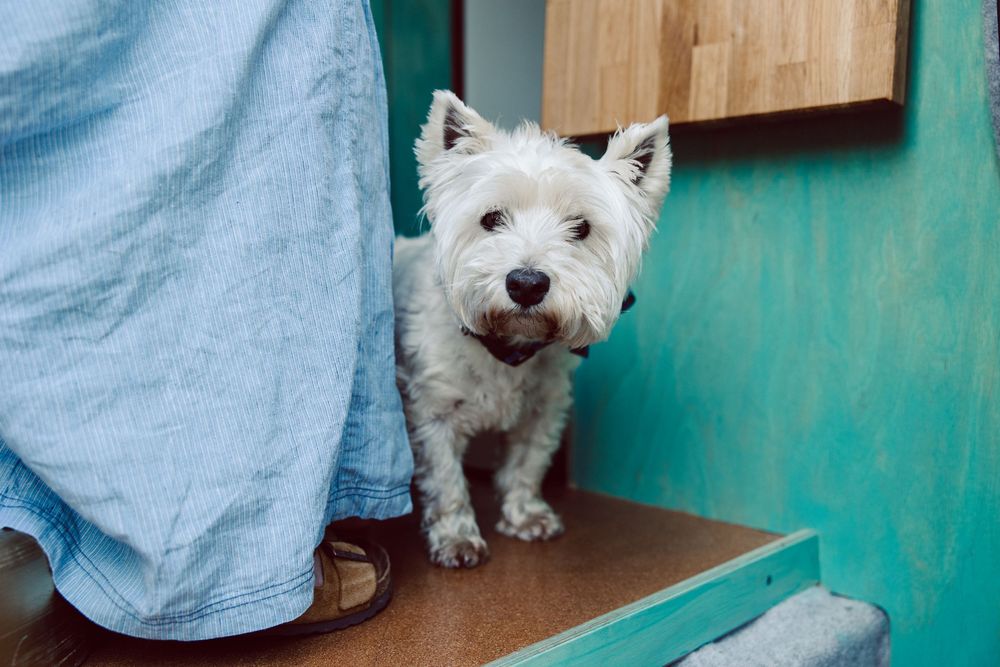 White terrier dog peeks out from behind a turquoise wall with playful expression.
