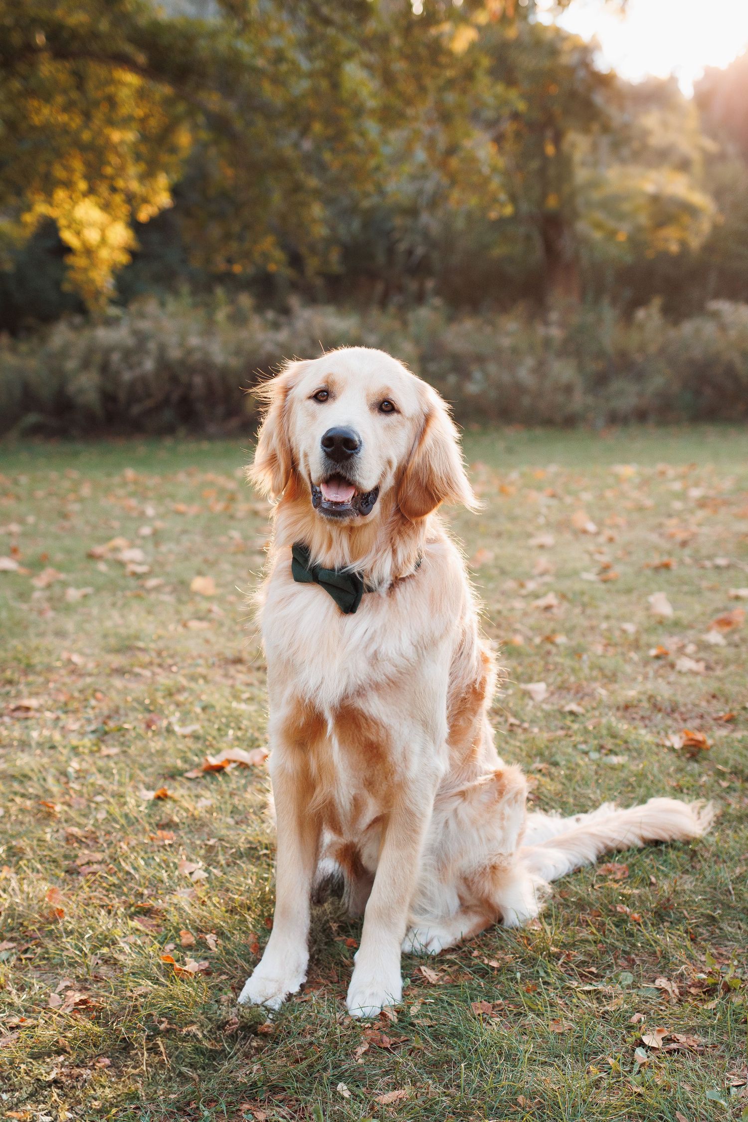 Oconomowoc pet photographer