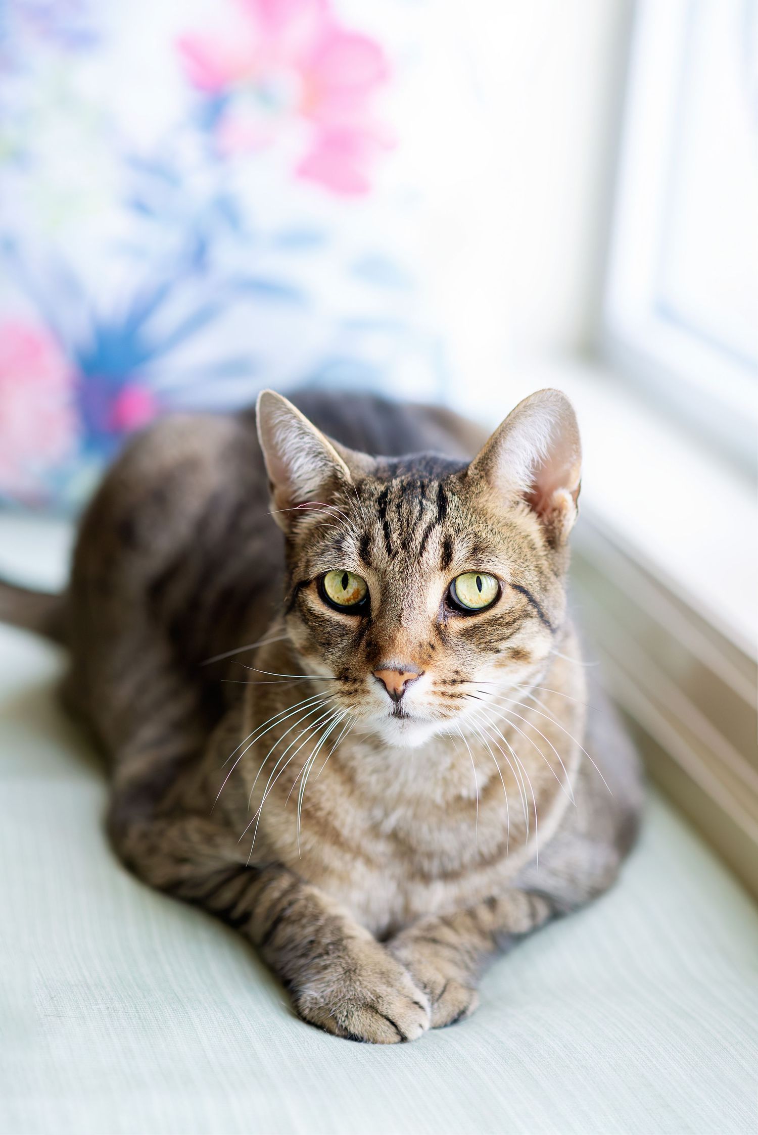 A series of four photos showing a tabby cat with bright yellow eyes lounging near a window in different poses.