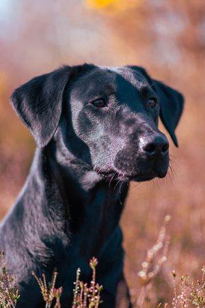 A black Labrador Retriever poses outdoors among autumn heather plants with colorful fall foliage in the background.