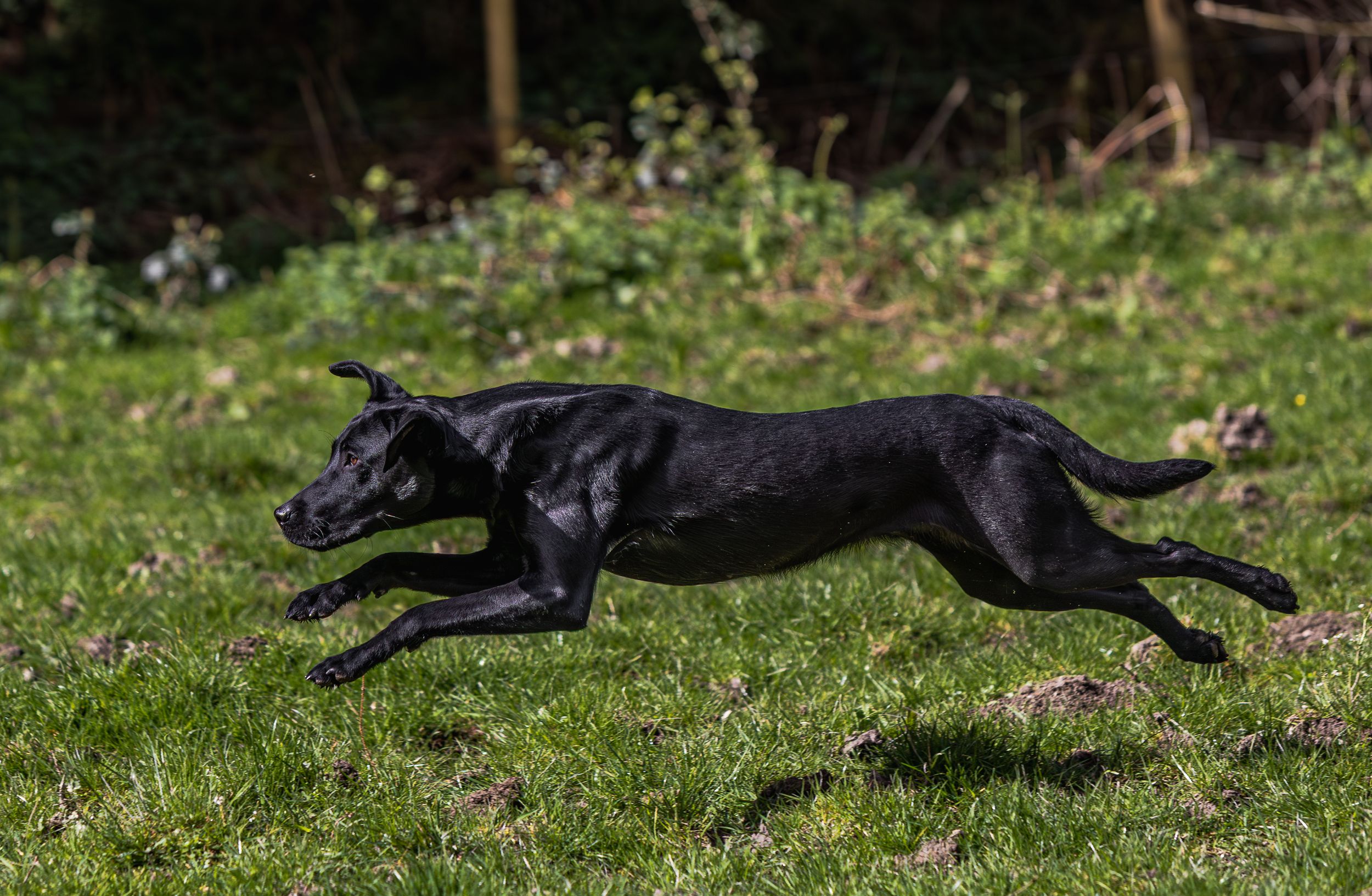 Black Labrador dog running at full speed across a lush green grass field outdoors in bright sunlight.