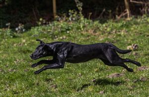 Black Labrador dog running at full speed across a lush green grass field outdoors in bright sunlight.