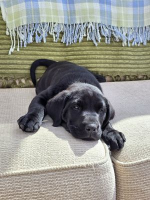 Black Labrador relaxing on beige cushions with blue plaid blanket in background.