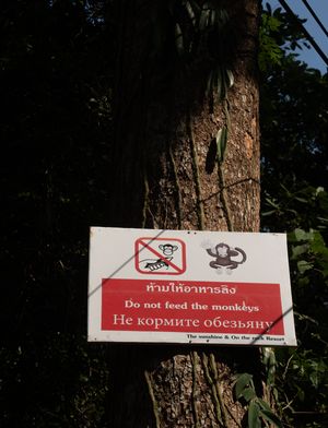 Multilingual warning signs posted on tree trunk about not feeding monkeys.