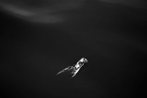 Dark minimalist seascape with small white object in distance.