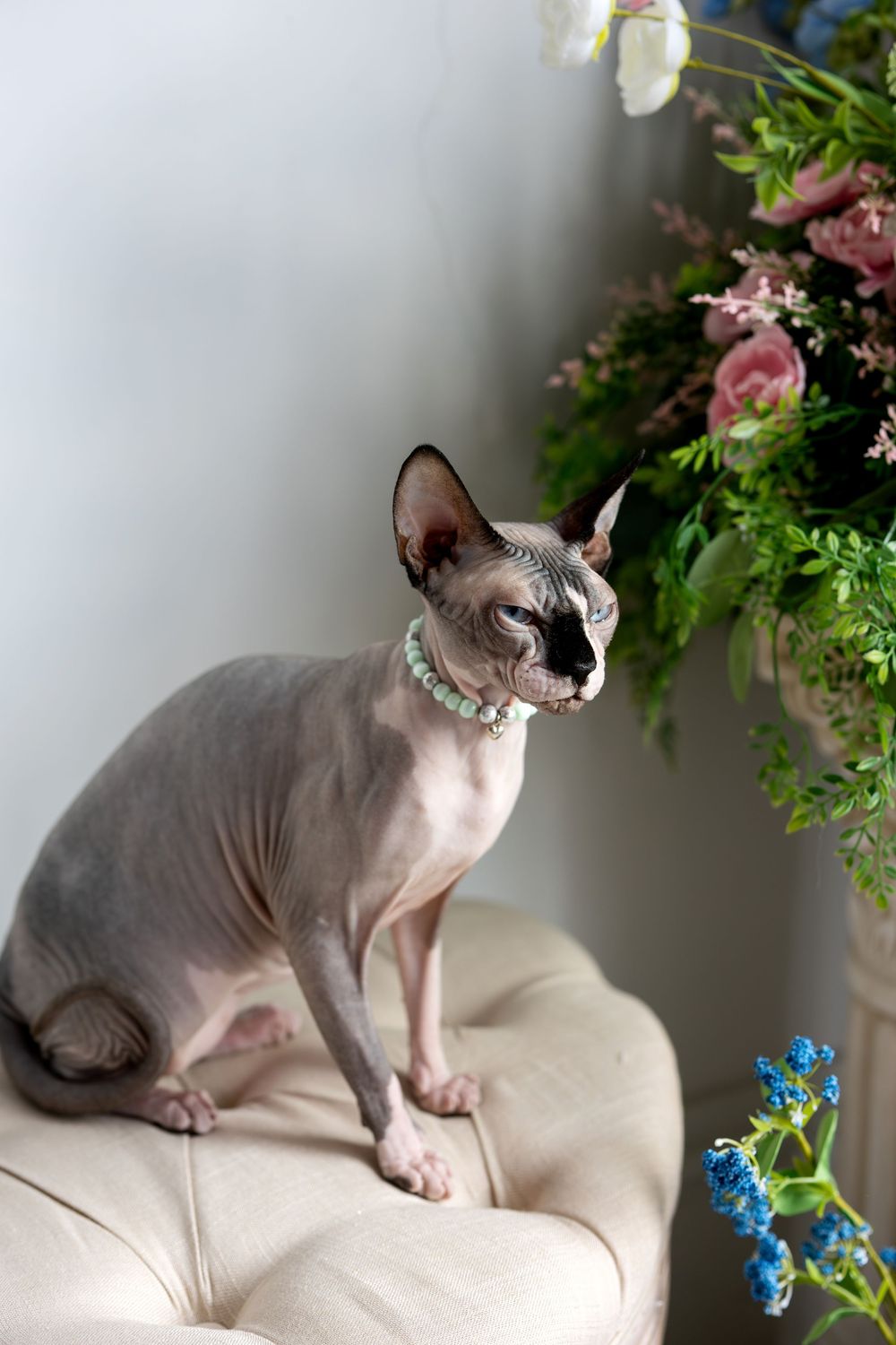 Sphynx cat with turquoise collar sits on cream tufted bench next to vibrant floral arrangement.