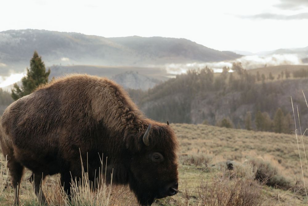 A bison grazes on a misty morning in Yellowstone National Park with rolling hills and fog in the background.