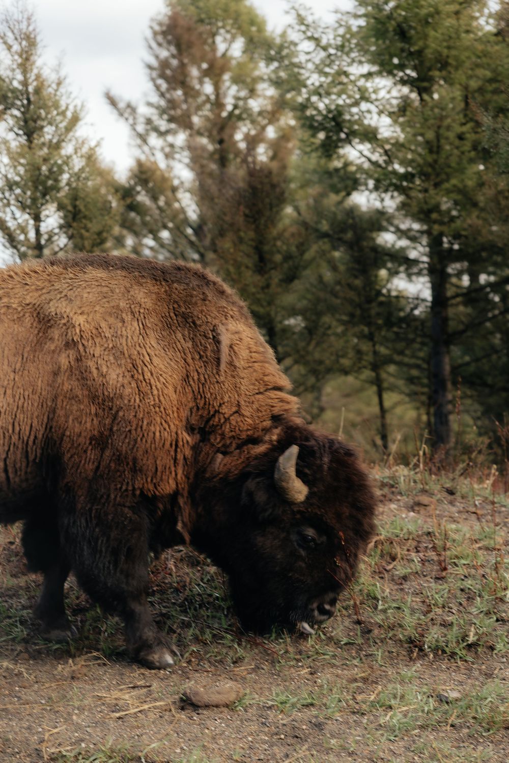 A large brown bison grazes on grass in a field with trees in the background.