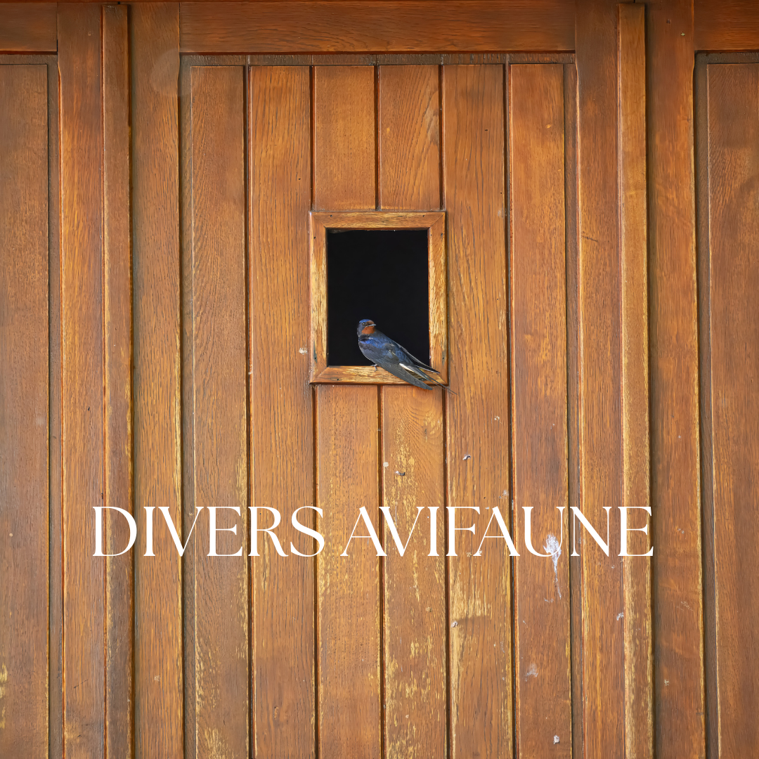 A small bird perched in a tiny window of a rustic wooden wall, above text reading Divers Avifaune.