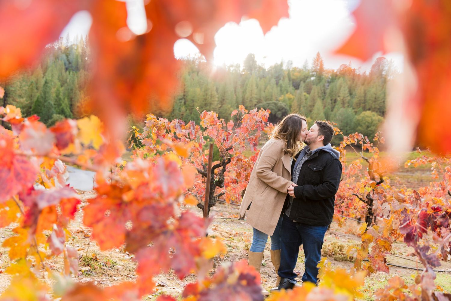 Couple kissing among vibrant red and orange autumn vineyard leaves with sunlight filtering through colorful fall foliage.