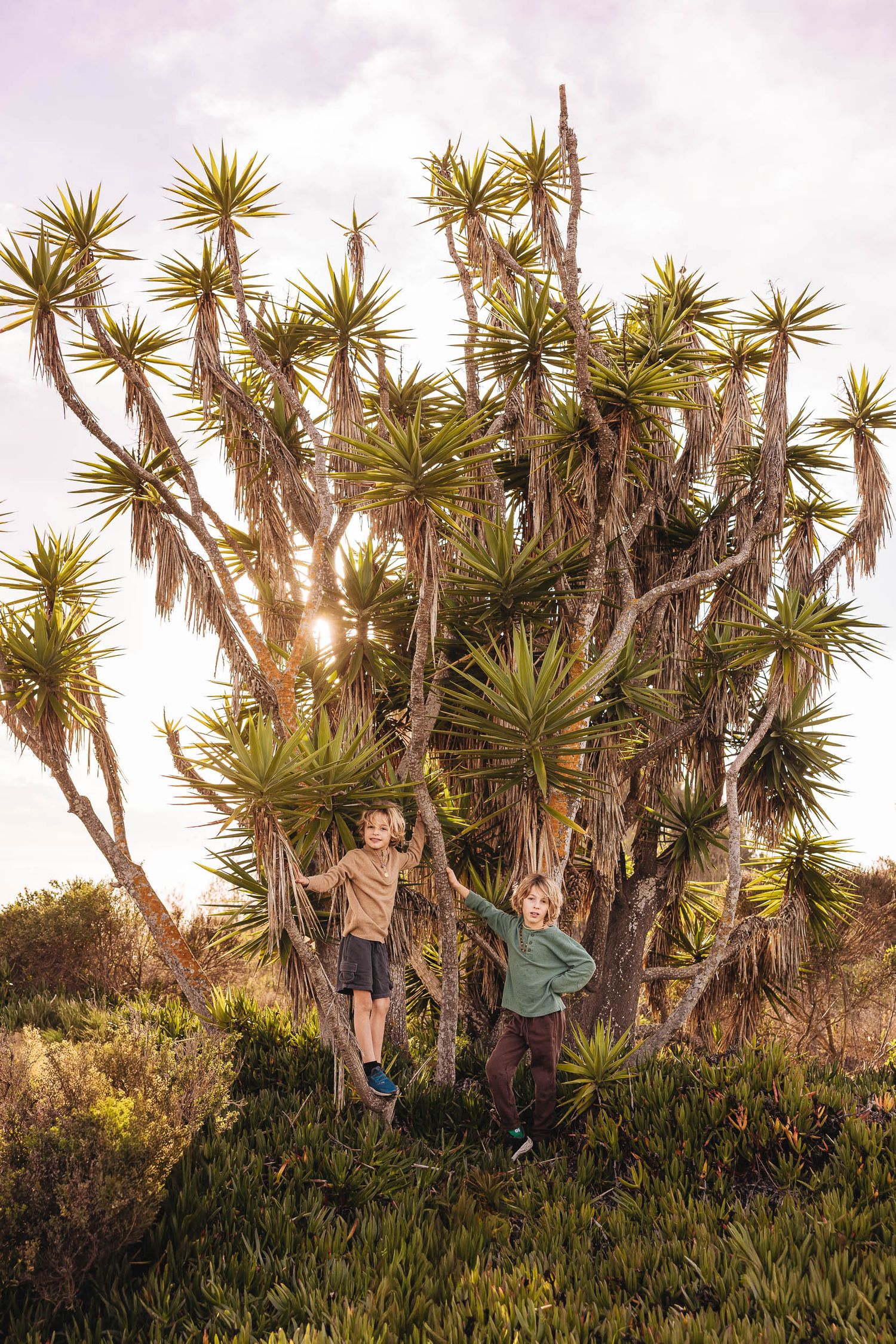 Two children stand among lush green shrubs beside a large dragon tree at golden hour.