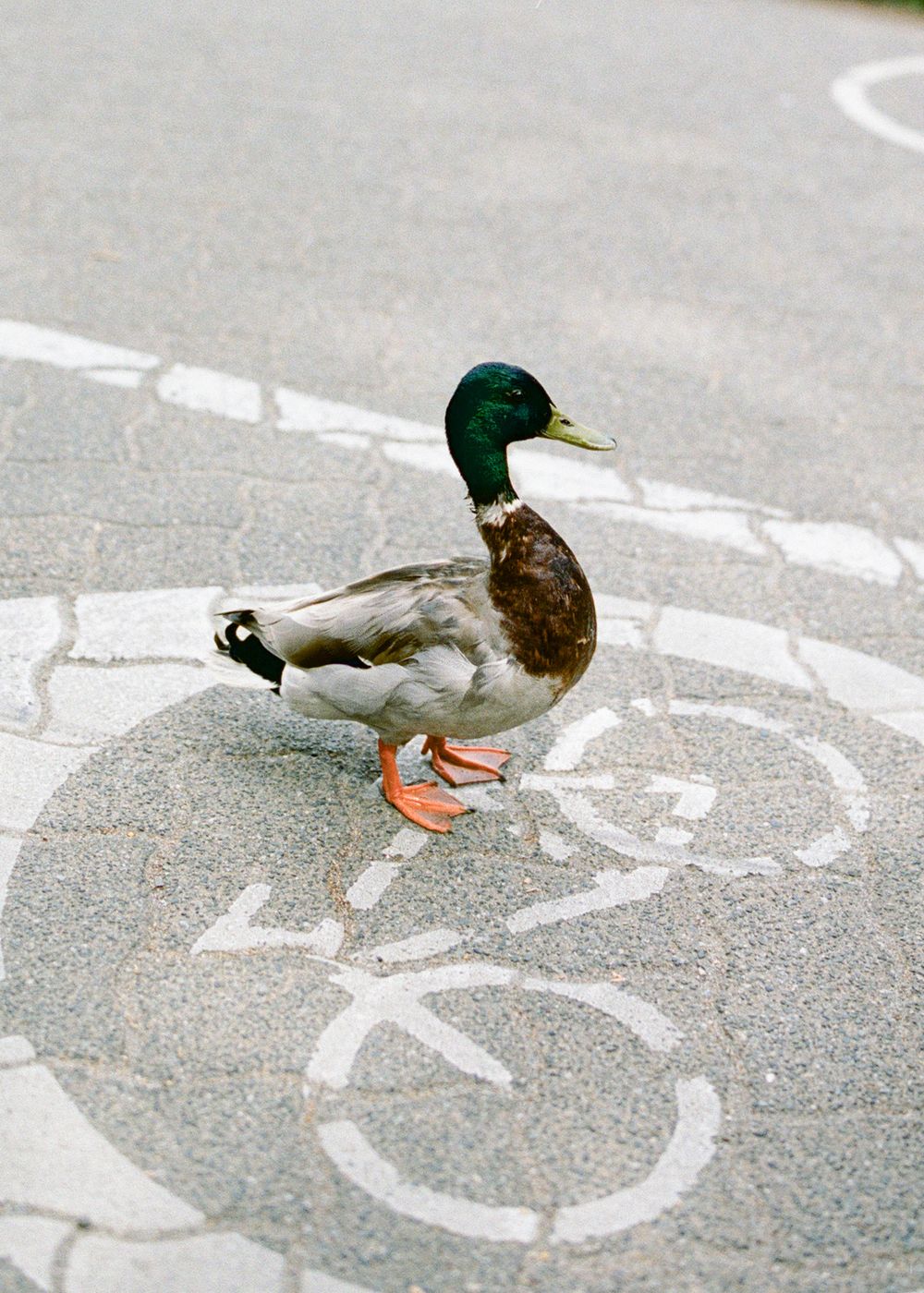 Mallard duck standing on a painted bicycle lane symbol on gray asphalt pavement.