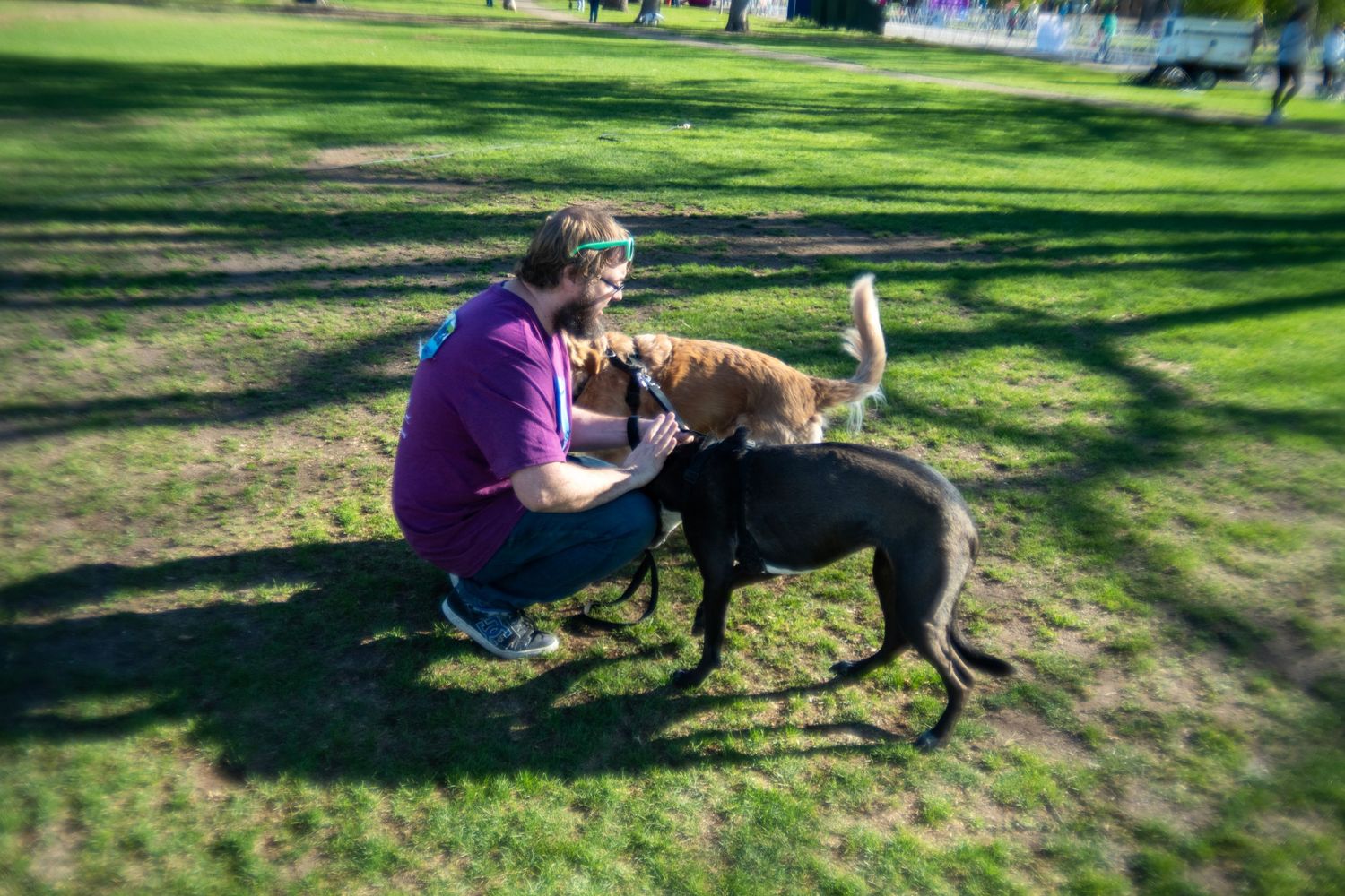 Man in purple shirt crouching in a park, petting two dogs on green grass in bright sunlight.