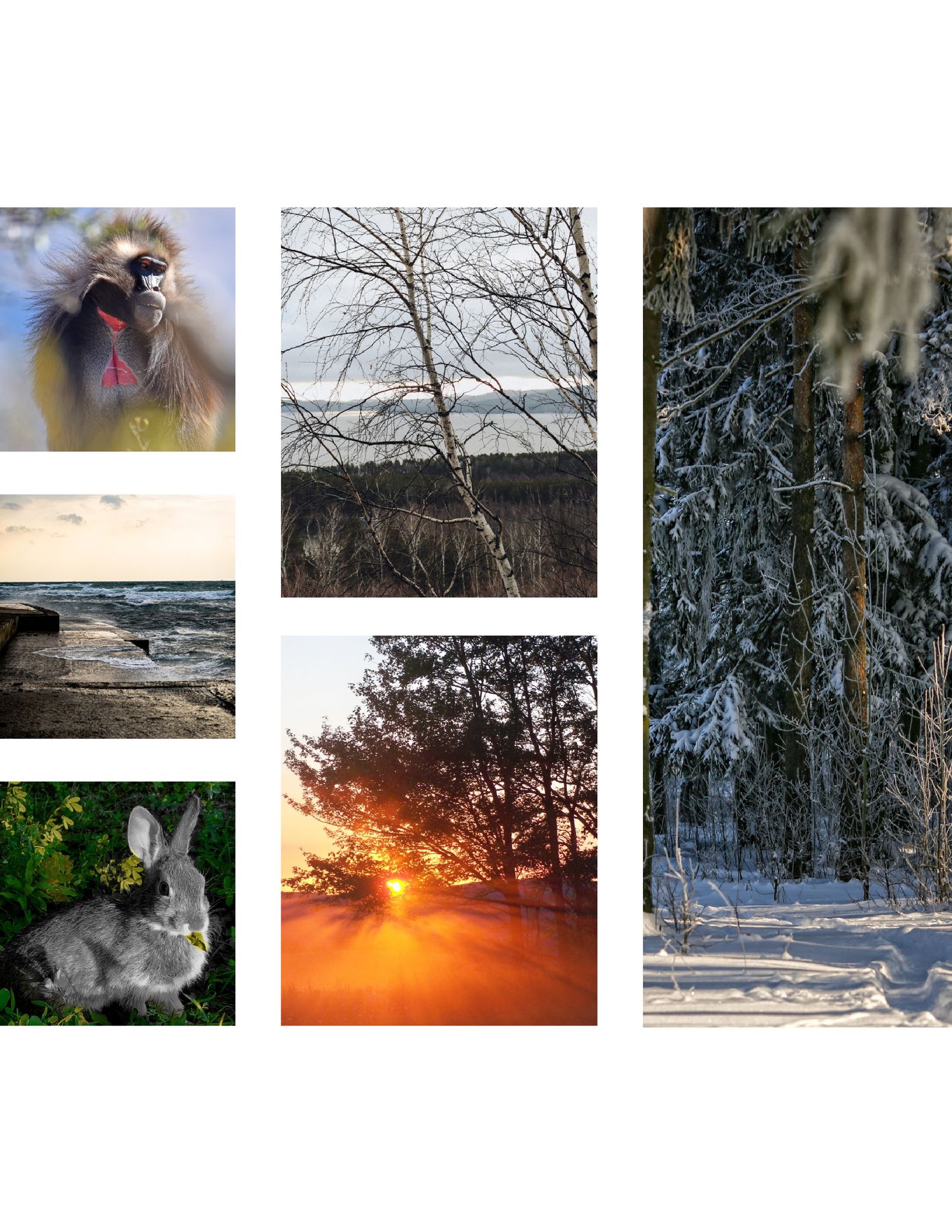A collage of nature photos featuring a mandrill, birch trees, rocky shoreline, a rabbit, sunset through pines, and a snowy forest.