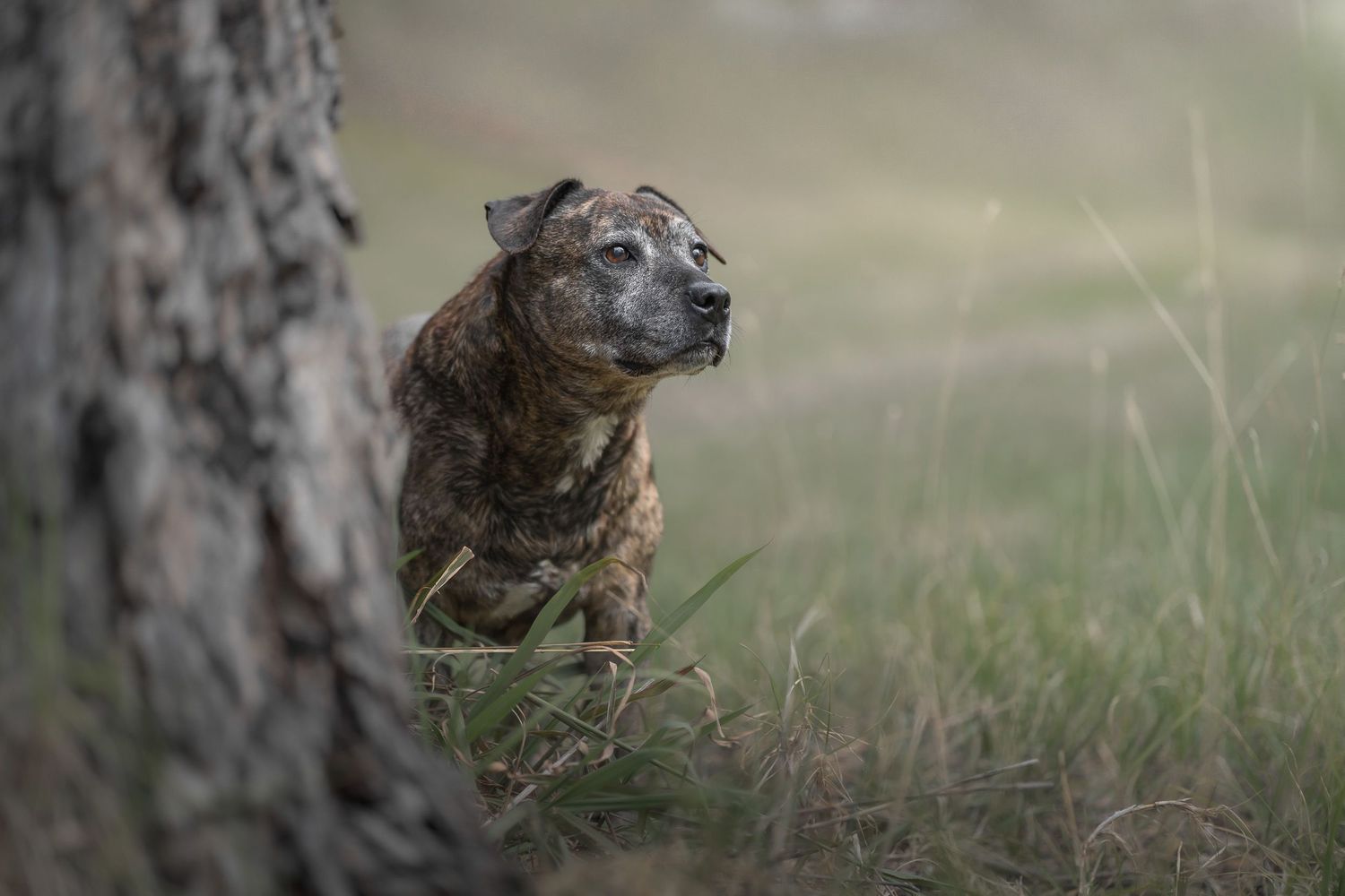 Senior pitbull fine a art dog photography