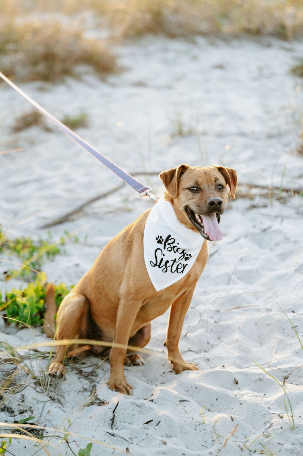 A happy tan dog wearing a white 'Big Sister' bandana sits on sandy beach dunes while on a purple leash.
