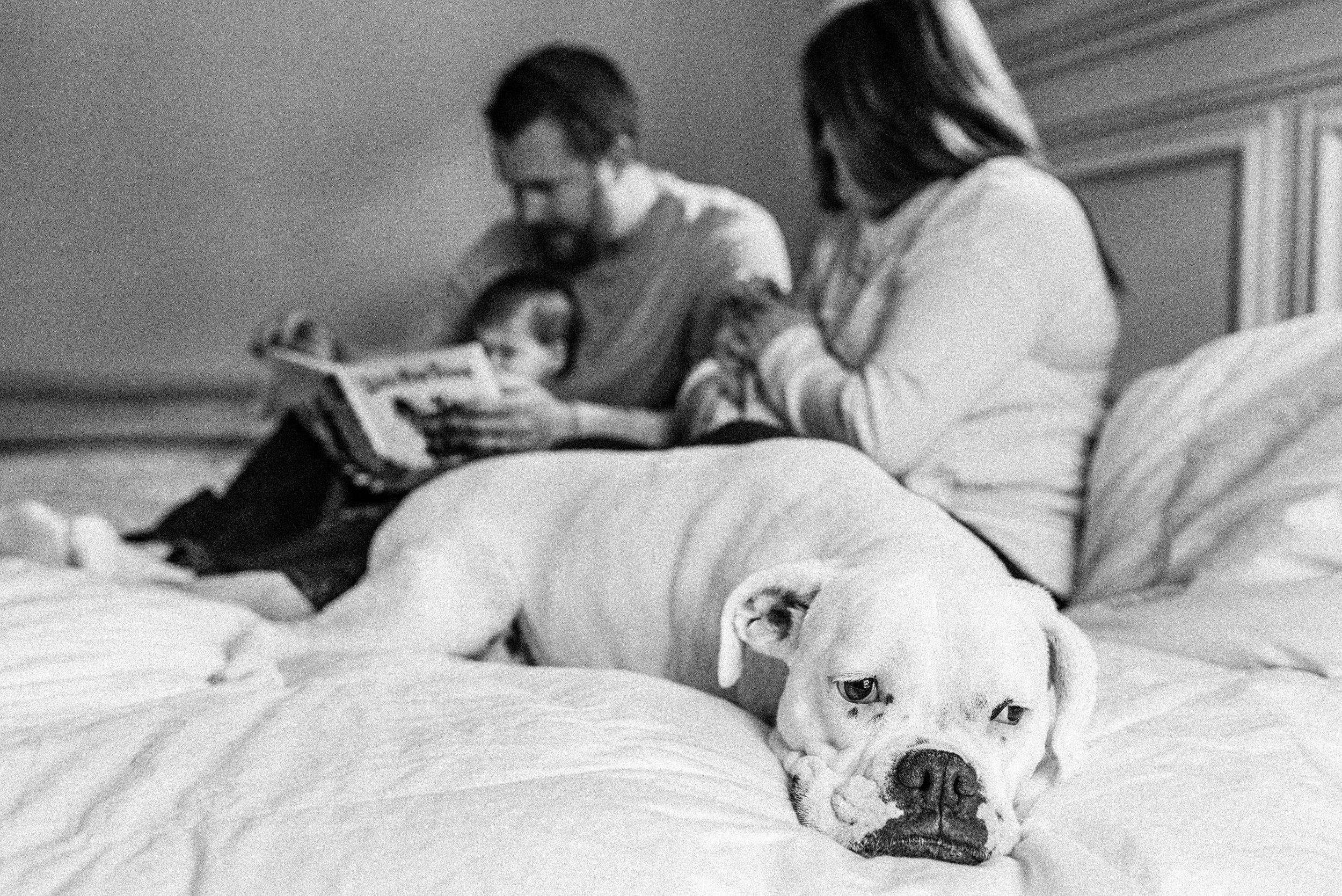 A black and white photograph showing a white dog with someone reading a book to children while relaxing in bed.