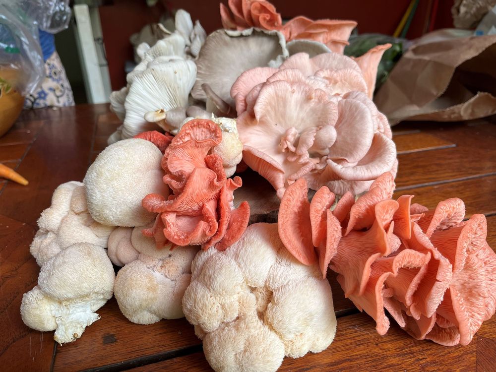 Assorted fresh mushrooms including lion's mane, pink oyster, and white oyster varieties displayed on a wooden table.