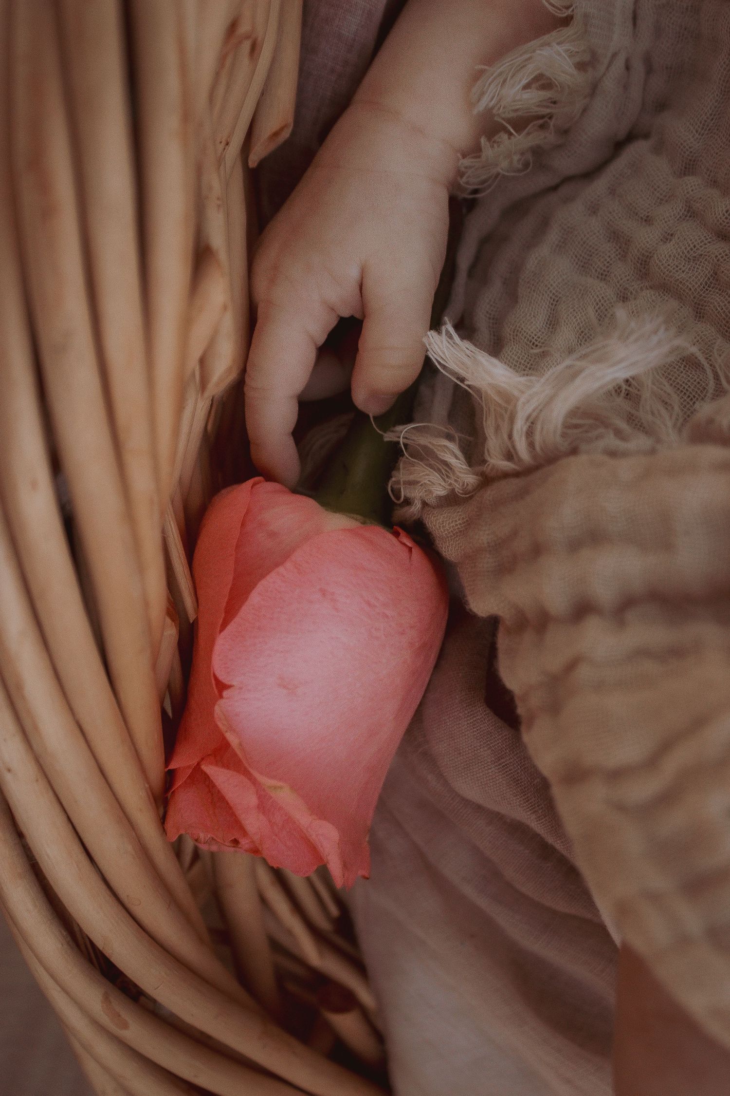 Newborn photo shoot/session