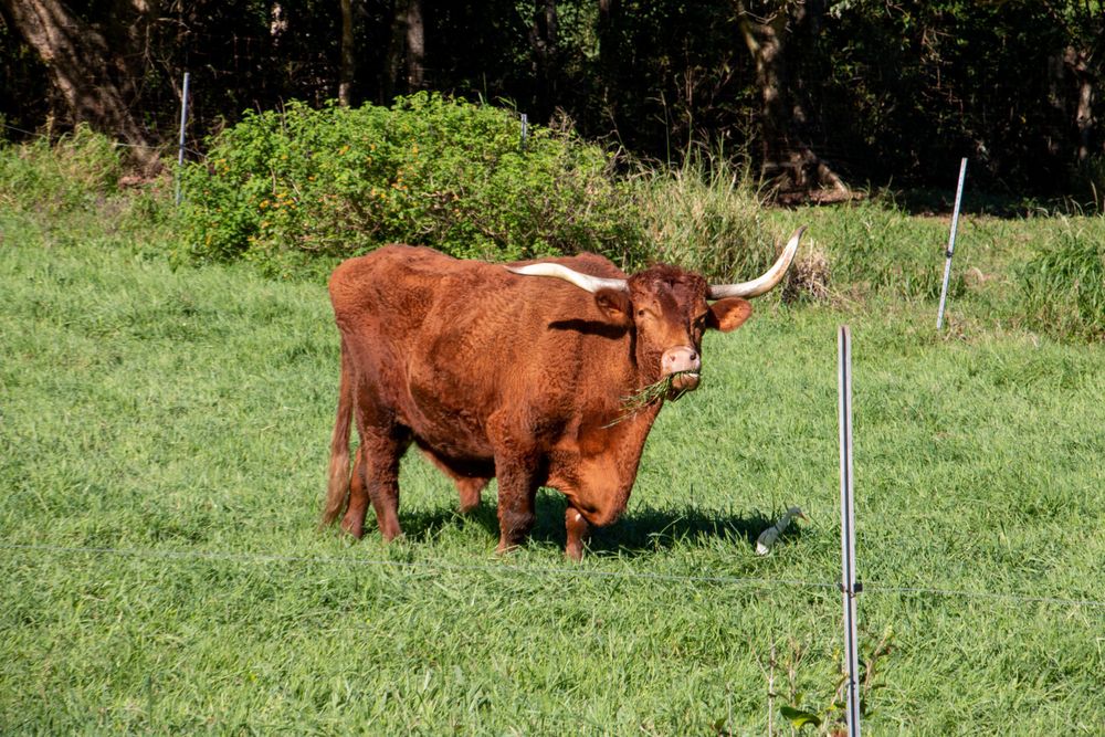 A red Highland cow with long horns grazes in a sunny green pasture beside an electric fence post.