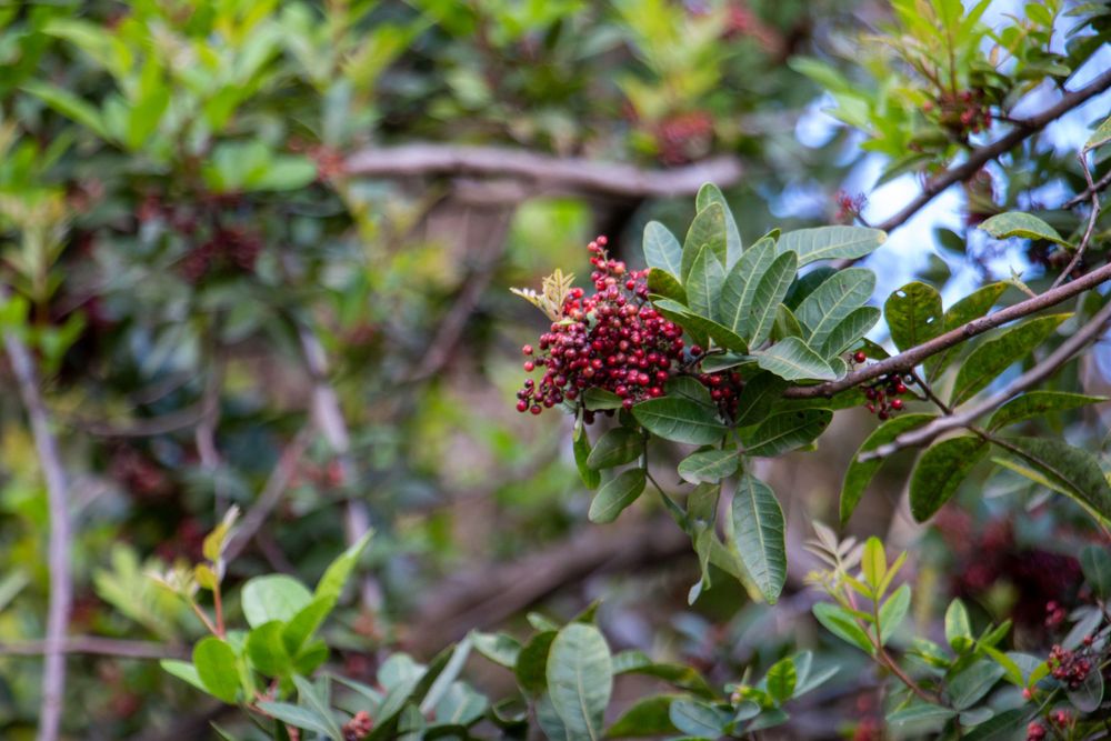 Red berry cluster growing on green leafy branch with shallow depth of field in natural setting.